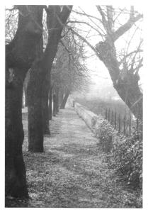 Paolo Zatti - Treviso, Le mura di Novembre